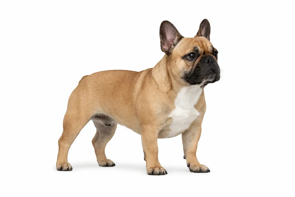 French Bulldog breed reference