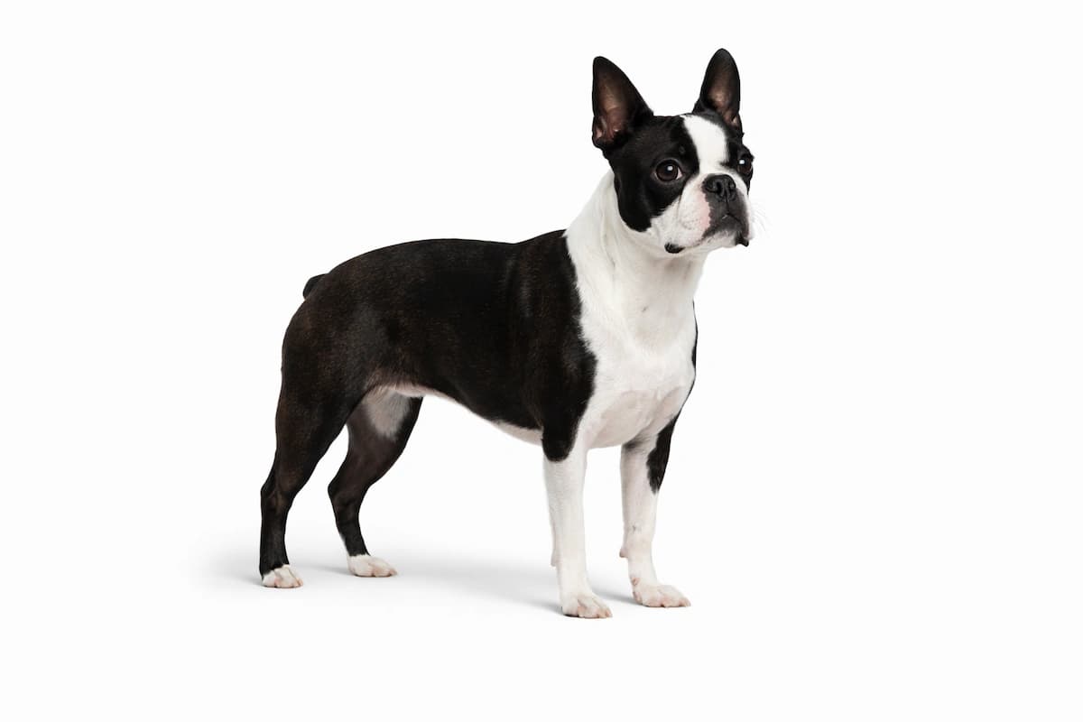Boston Terrier — BreedTools
