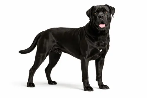 Cane Corso — BreedTools