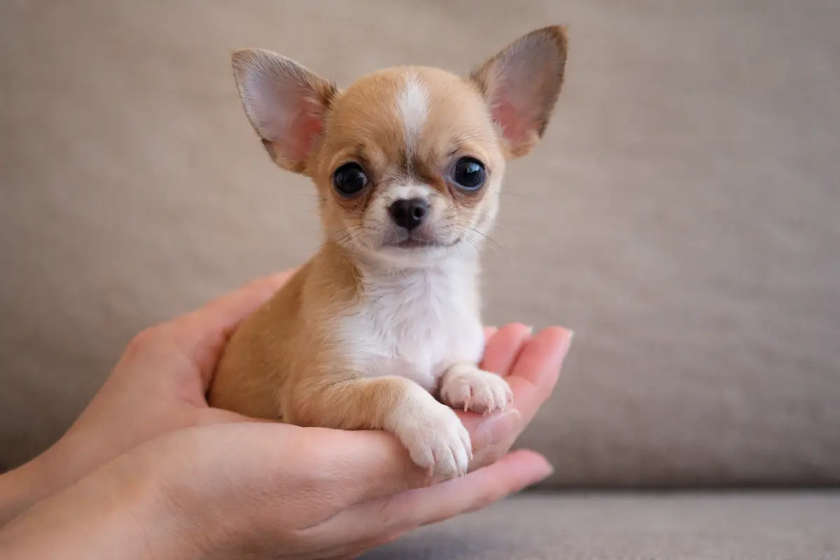 Chihuahua — BreedTools