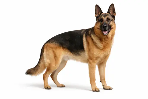 German Shepherd — BreedTools