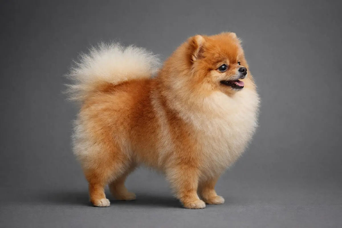Pomeranian — BreedTools