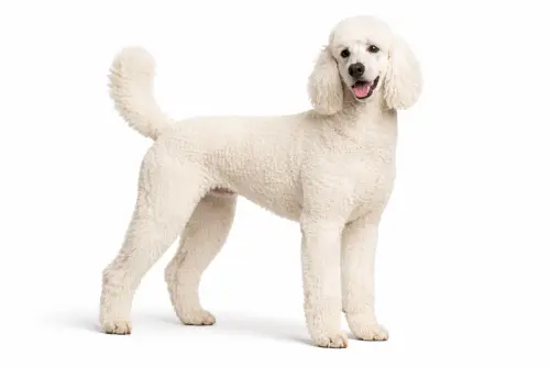 Standard Poodle — BreedTools